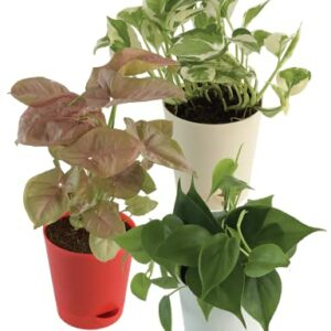 Combo of 3 Indoor Live Plants Air Purifying Bundle - Syngonium Pink, Money N Joy, Philodendron Oxycardium Green