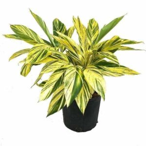 Garden Art live indoor plant (AlpiniaVariegata)
