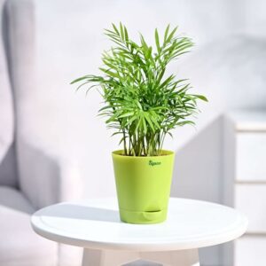 Air Purifying Bamboo Palm Plant with Self Watering Pot