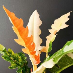 Philodendron Ring Of Fire Variegated-Live Plant with 5.5 Inches White Decor Pot | Indoor Plants For Home | Office Desk | Live Plants Indoor | Air Purifying Plant |