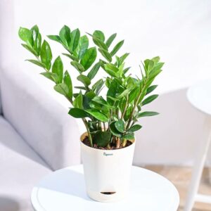 Zamia Air Purifer Plant With Self Watering Pot (Zamioculcas Zamiifolia)