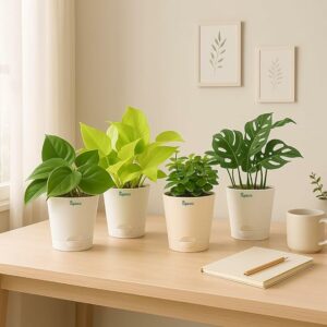 Indoor Plants for Living Room Home Decor Set of 4 Plant Combo Live Plant with Pot - Jade Plant, Money Plant Golden, Broken Heart Plant and Philodendron Oxycardium Green