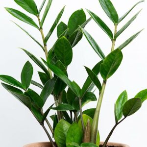 Live Plant with 5.5 Inches White Decor Pot | Indoor Plants For Home | Office Desk | Live Plants Indoor | Air Purifying Plant | Live Plant For Home Decor |