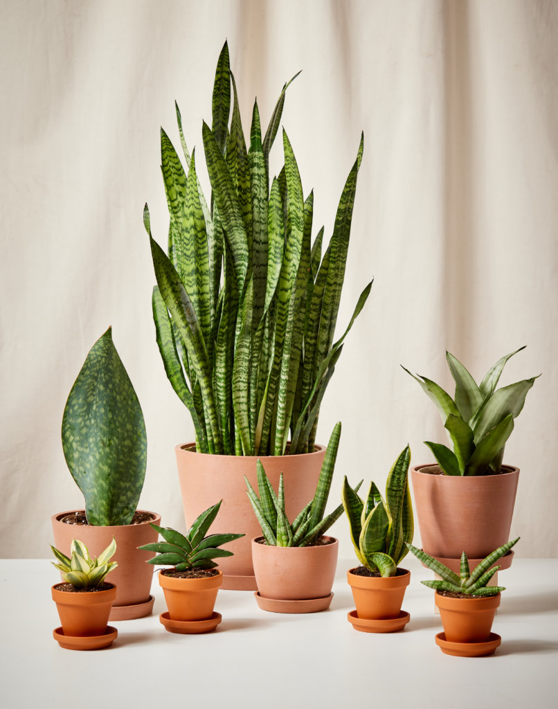 Houseplants for Beginners
