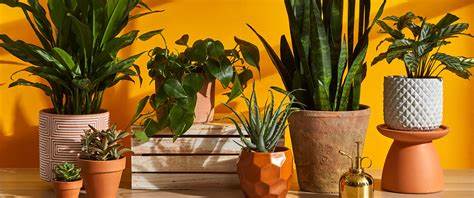 buy indoor plants online