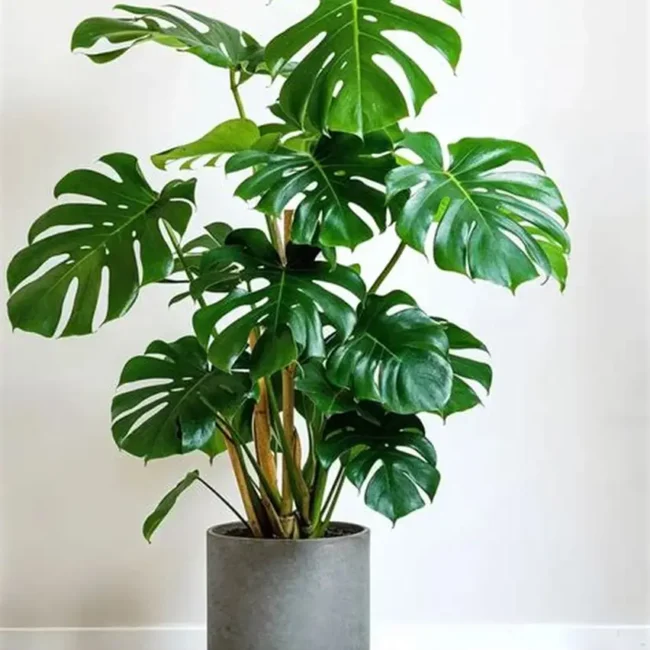 Air Purifying Plants