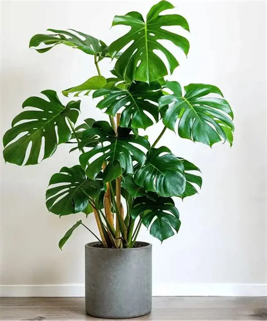 Air Purifying Plants