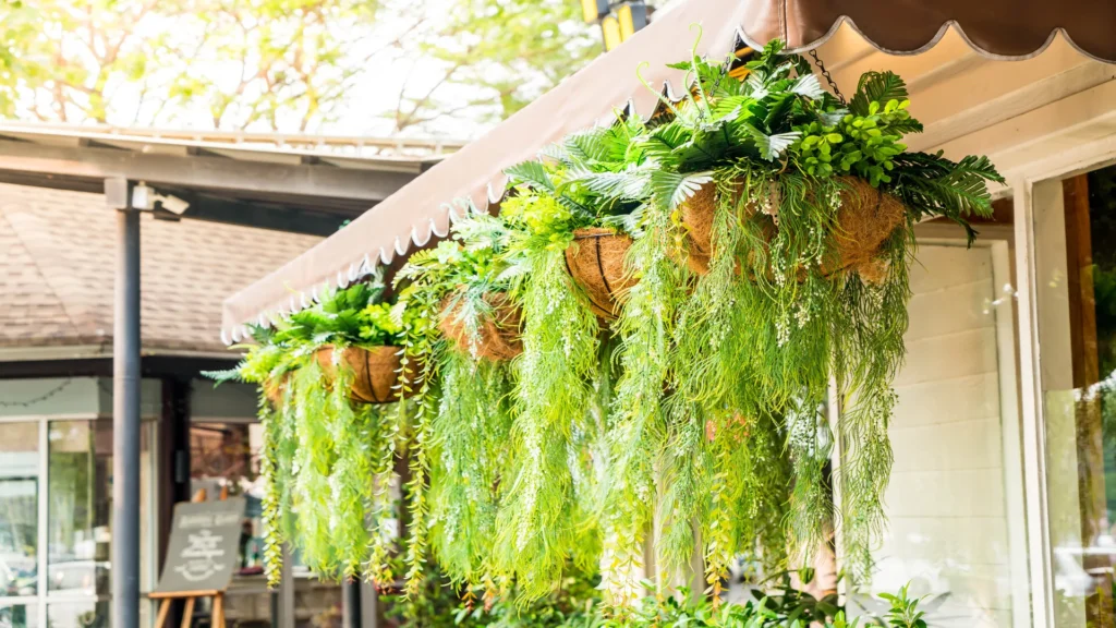 hanging plants for indoors